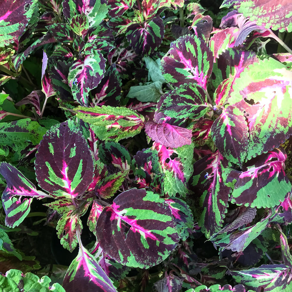 Thumbnail: Coleus (seeds) Bukhara