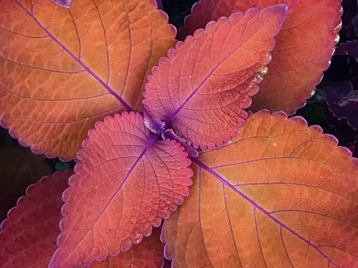 Coleus Campfire, a flame-colored wonder that transforms any garden.