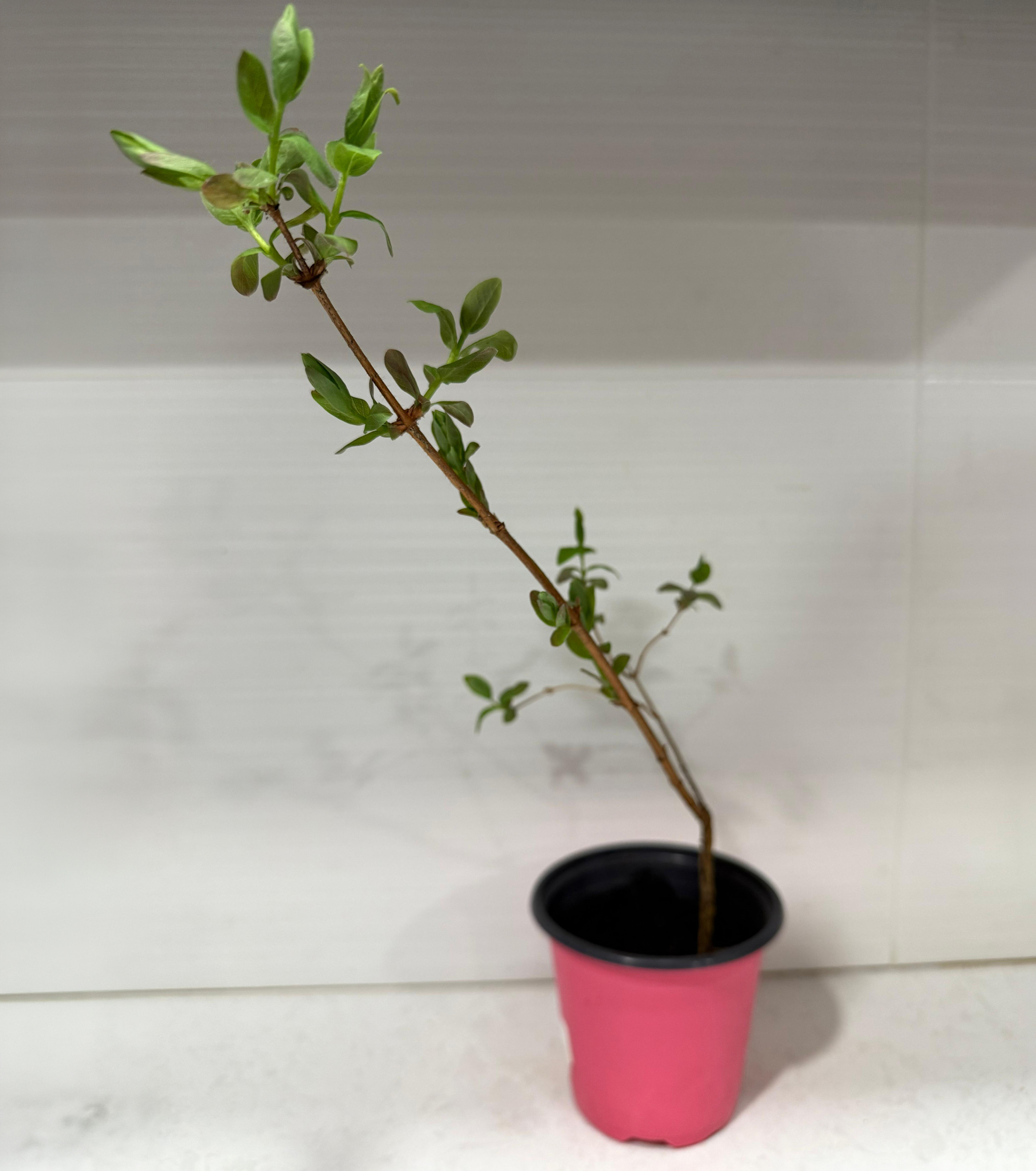 Honeyberry Blue Honeysuckle Live Starter Plant, Cold Hardy Sweet Sour Edible