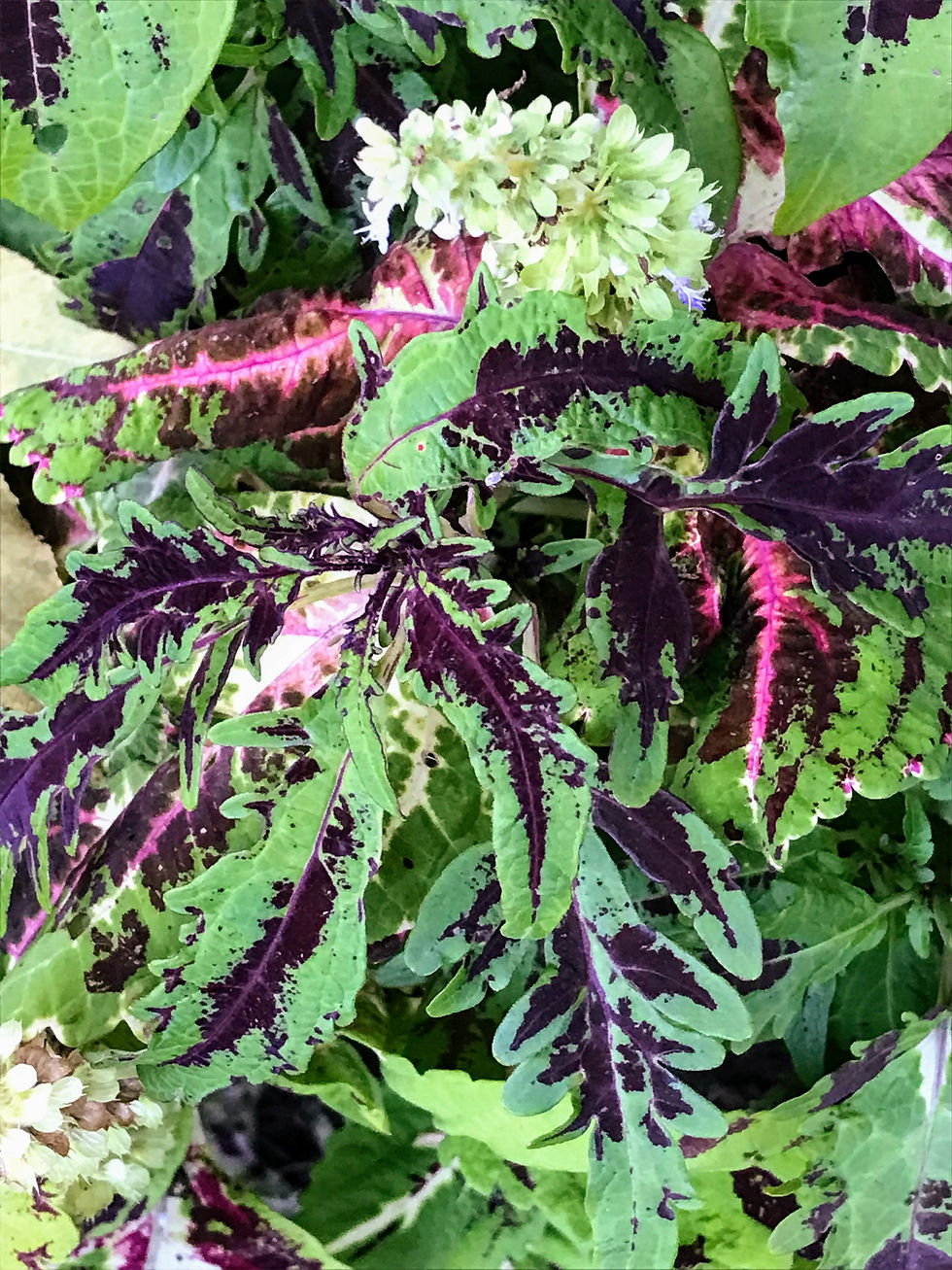 Thumbnail: Coleus seeds Wildstreak for sale