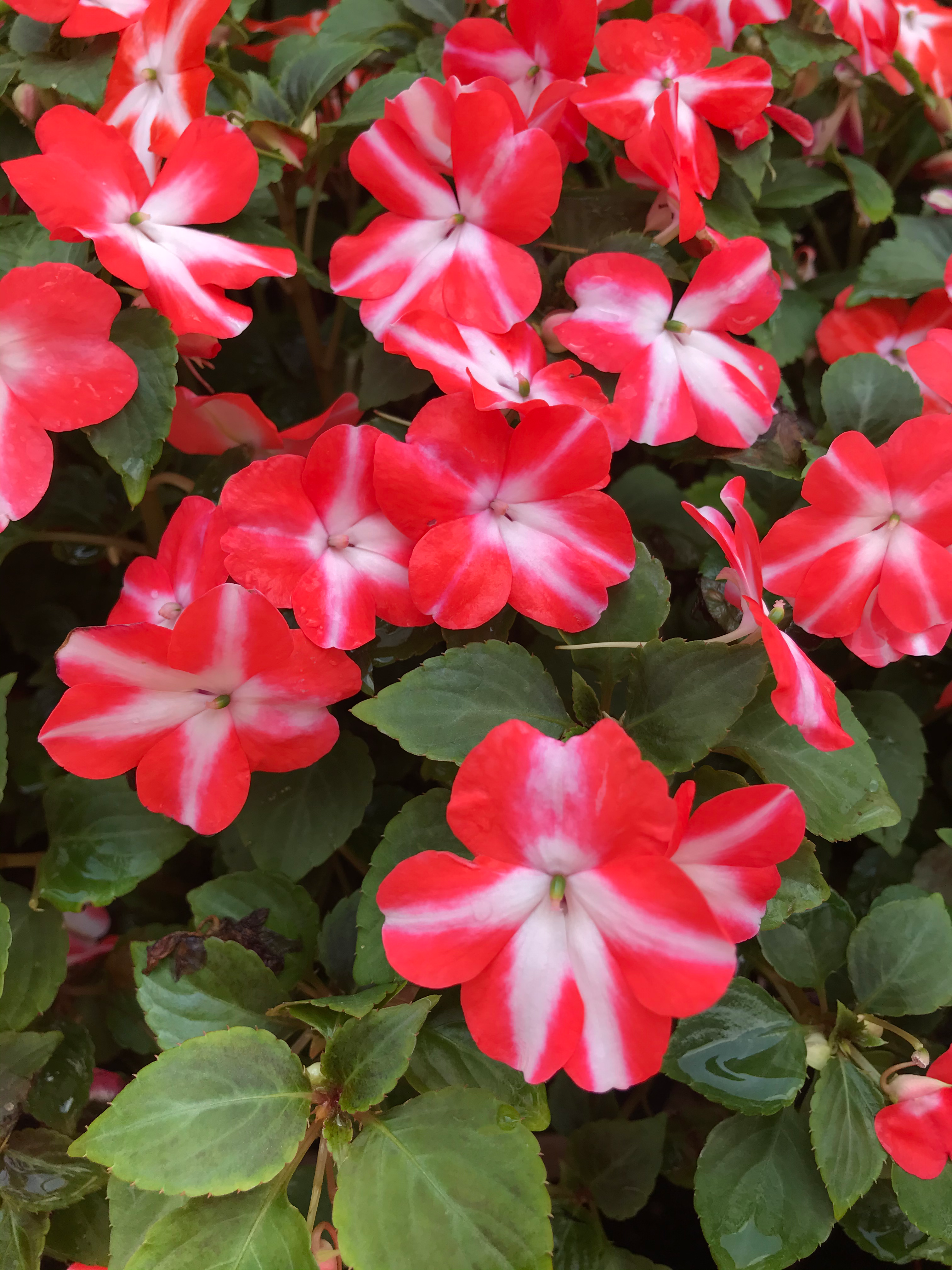 Impatiens (seeds) Walleriana Accent Premium Orange Star