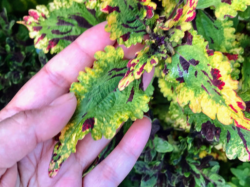 Discover the secrets of coleus plant care for vibrant, thriving plants. Our guide covers all aspects of coleus plant care to ensure lush growth.