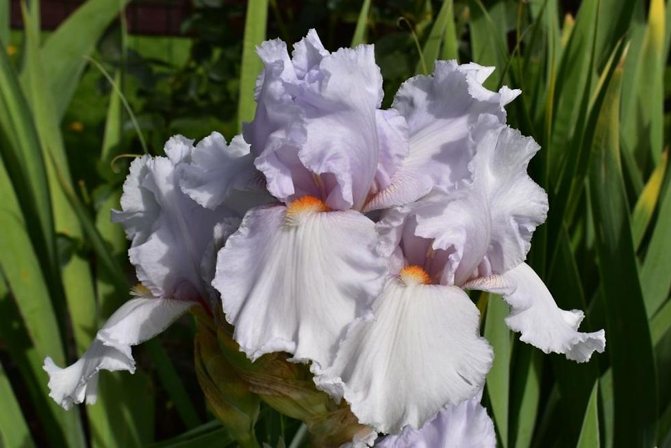 Thumbnail: Bearded Iris Eternal Bliss (rhizome) Rare Reblooming Ruffled Vibrant White Flowe