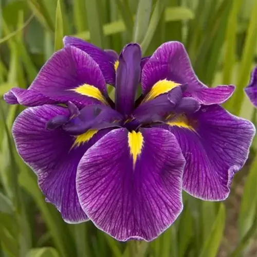 Iris Katy Mendez (rhizome) Ensata Japanese Water Iris Live Plant Purple Bloom