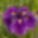 Iris Katy Mendez (rhizome) Ensata Japanese Water Iris Live Plant Purple Bloom