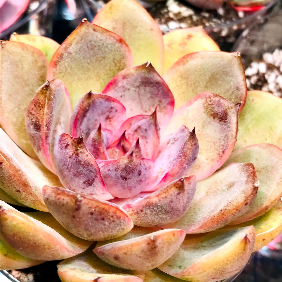 Thumbnail: Echeveria Mirine