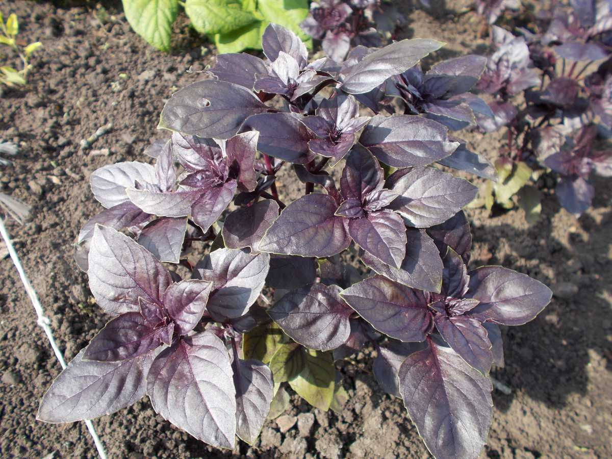Basil (seeds) Black Central Asia Rayhon Reyhan Fragrant Dark Purple Heirloom