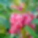 Impatiens (seeds) Balsam Peppermint Stick Victorian Heirloom Touch Me Not Garden