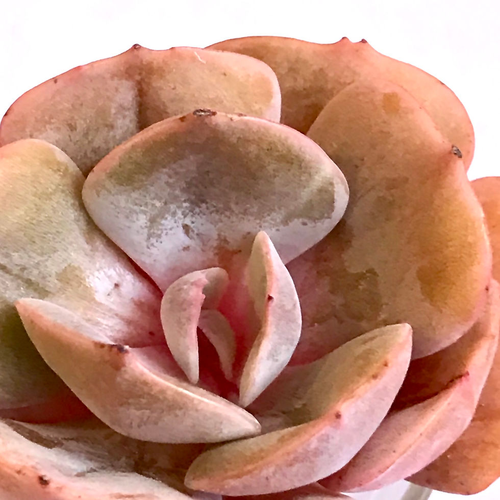 Thumbnail: Echeveria Lilacina Peach