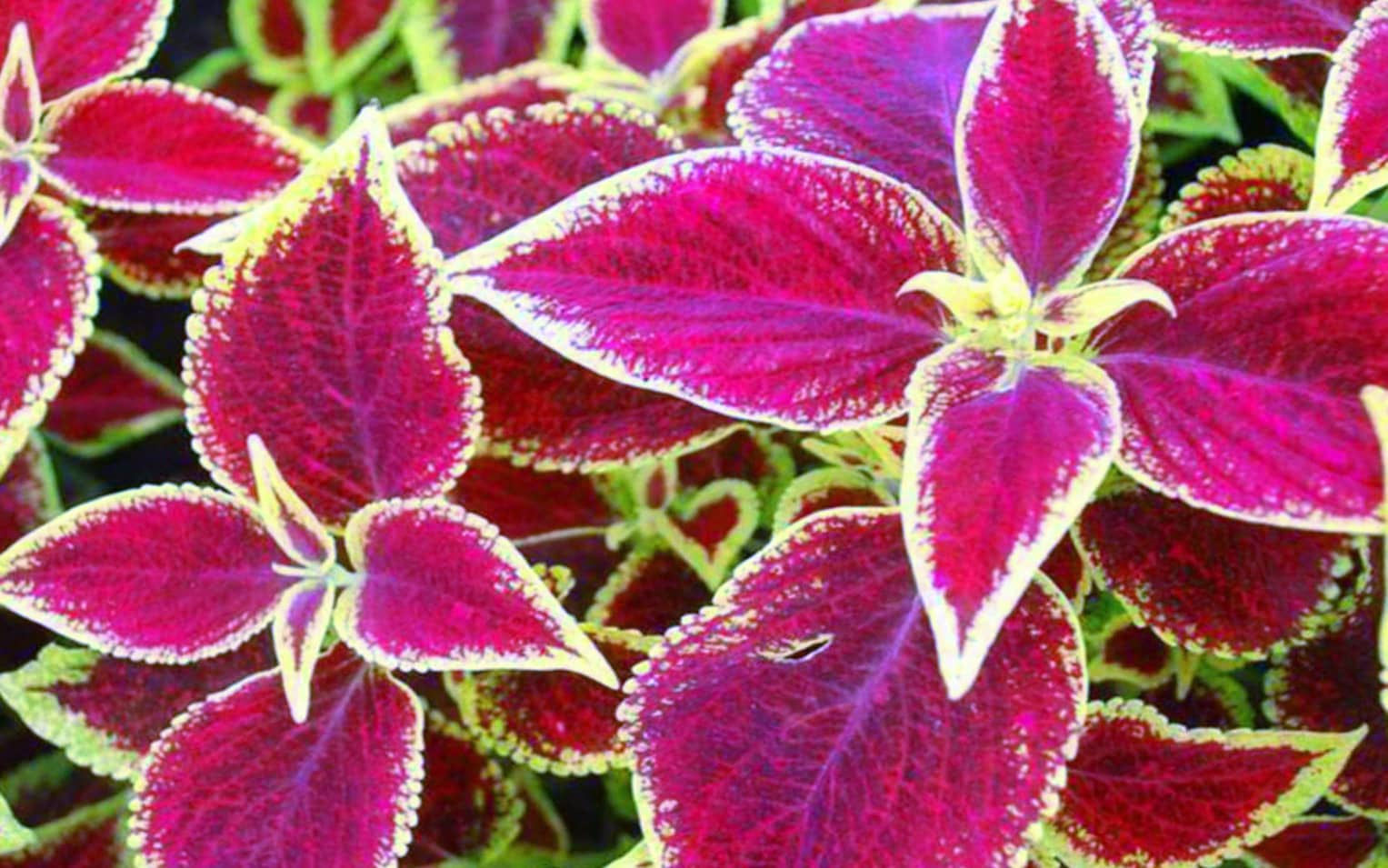 Coleus (seeds) Wizard Scarlet