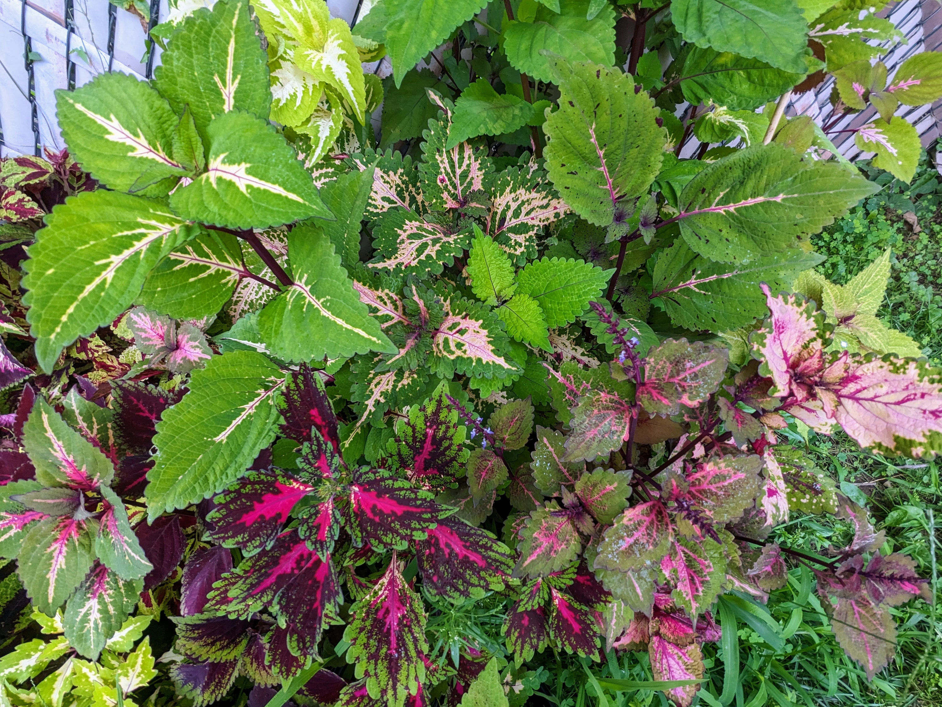 Coleus (seeds) Soap Bubble Mix
