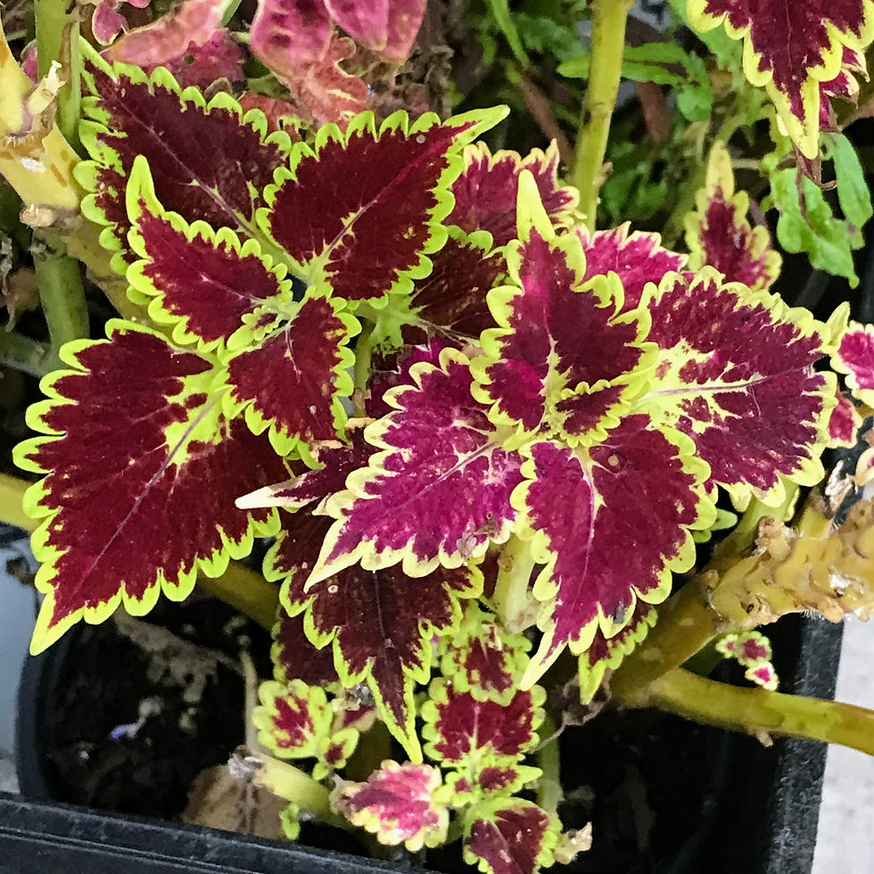 Thumbnail: Discover vibrant Bourbon Street Coleus seeds! Grow stunning coleus seeds with ease and add a splash of color to your yard!