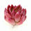 Thumbnail: Echeveria