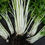 Thumbnail: Discover the unique taste of Celery (seeds) Chinese White! Easy to grow, organic, and perfect for salads or snacks.