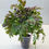 Thumbnail: Discover the vibrant Coleus Butterfly live plant, perfect for home decor.