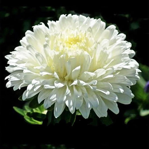 Aster (seeds) Paeony Duchess White Callistephus Chinensis Rare Plant |  VoMoV Plants