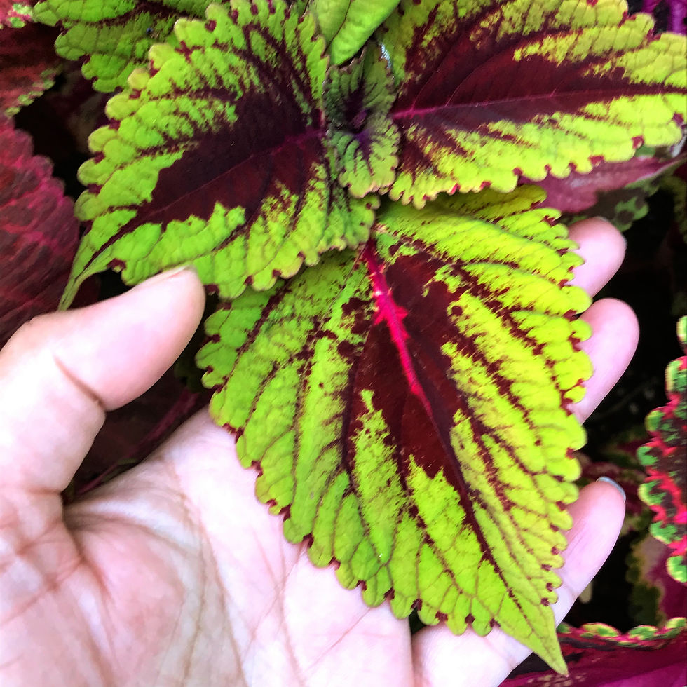 Thumbnail: Coleus Kong Mix seeds for sale! This premium collection features giant leaves and vibrant colors. Buy Coleus Kong Mix now!