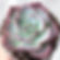 Echeveria Amistar