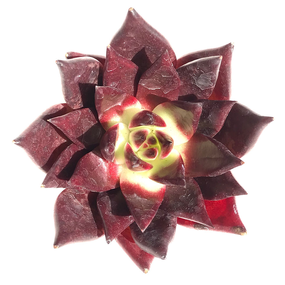 Thumbnail: Echeveria Luming
