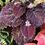 Thumbnail: Coleus seeds Raspberry Chocolate