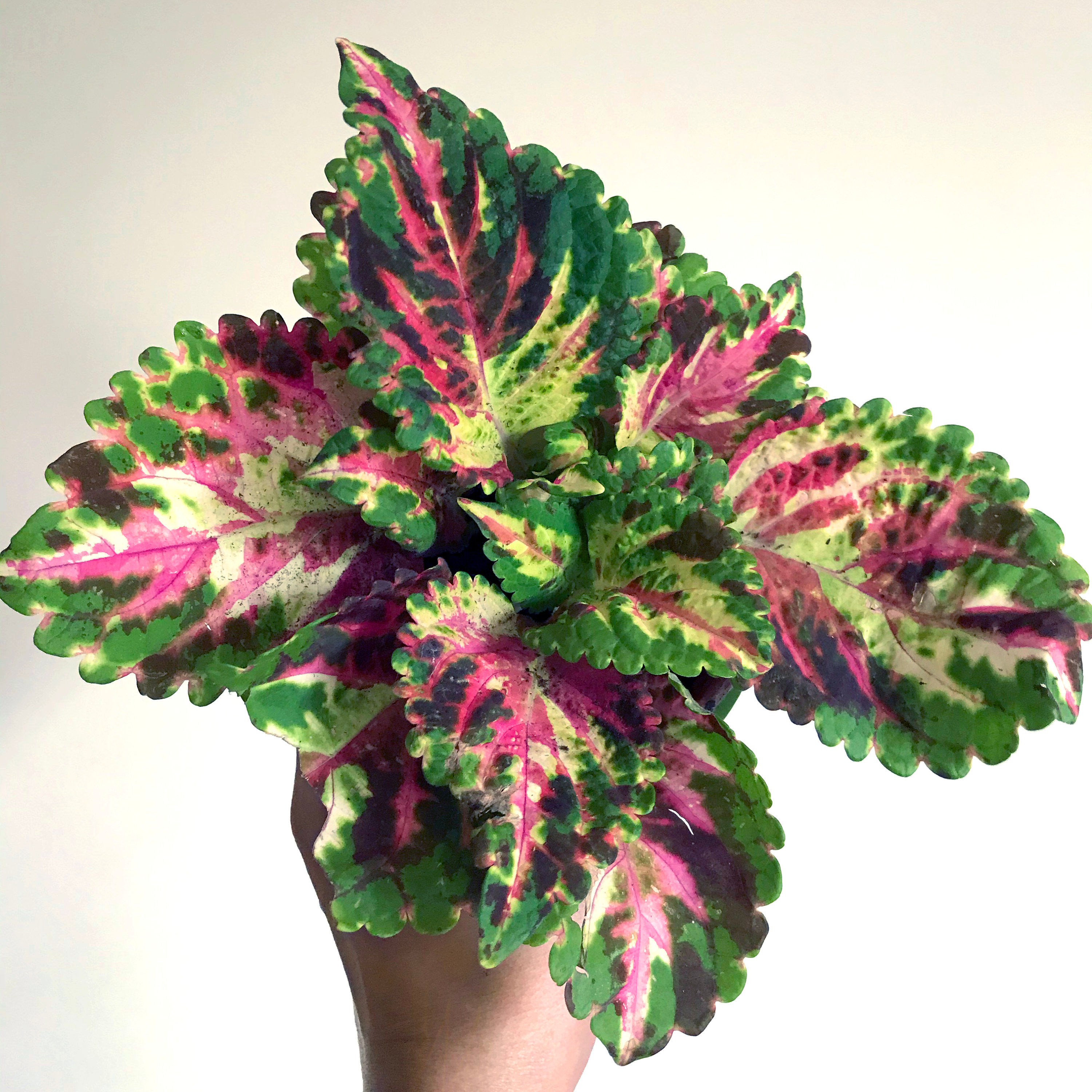 Coleus (seeds) Superfine Rainbow Multicolor