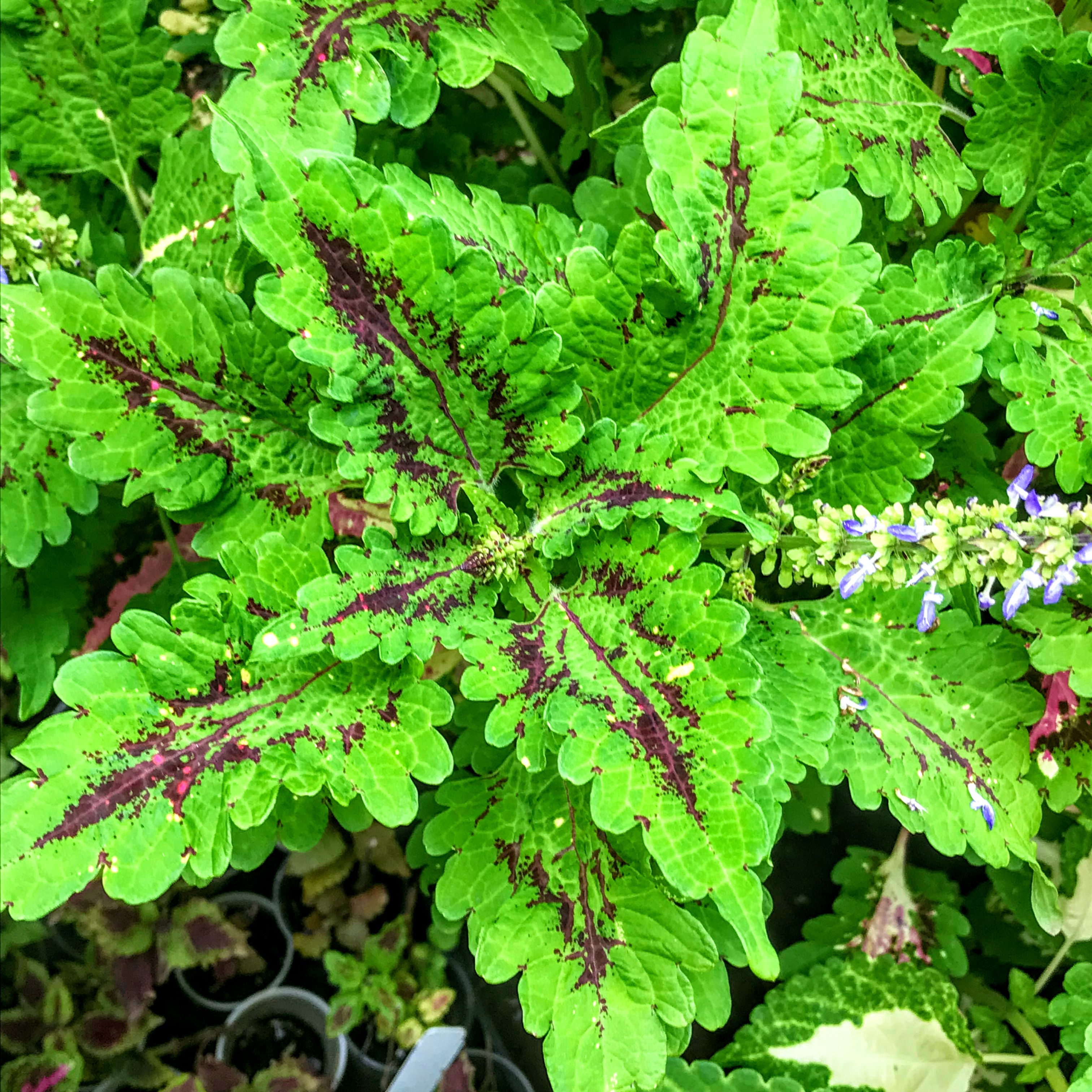 Coleus (seeds) Apollo