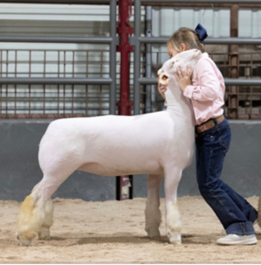 L2 Show Lambs