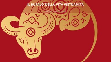 IL BUFALO NELLA VITA VIETNAMITA