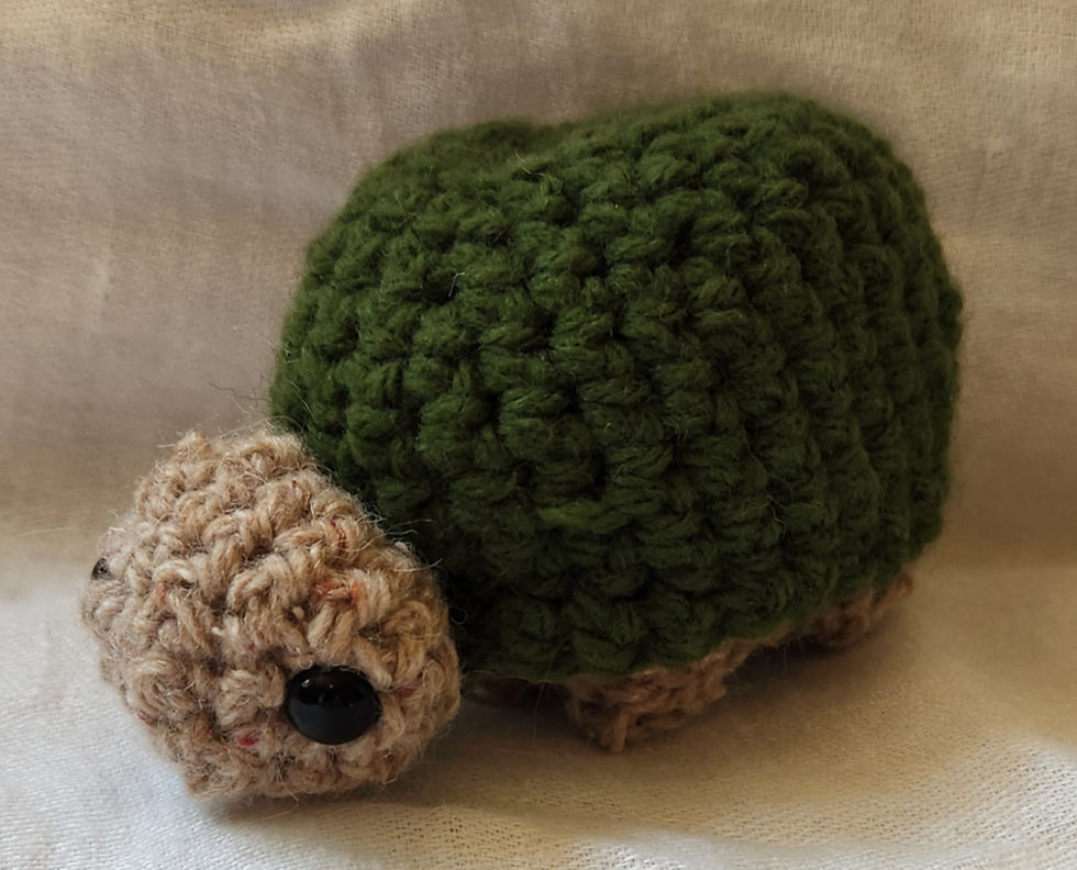 Thumbnail: Turtles!