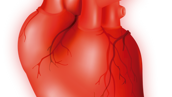 Heart Muscles Are the Heartbeat of Your Life