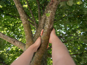 Discover the Benefits of Hugging a Tree