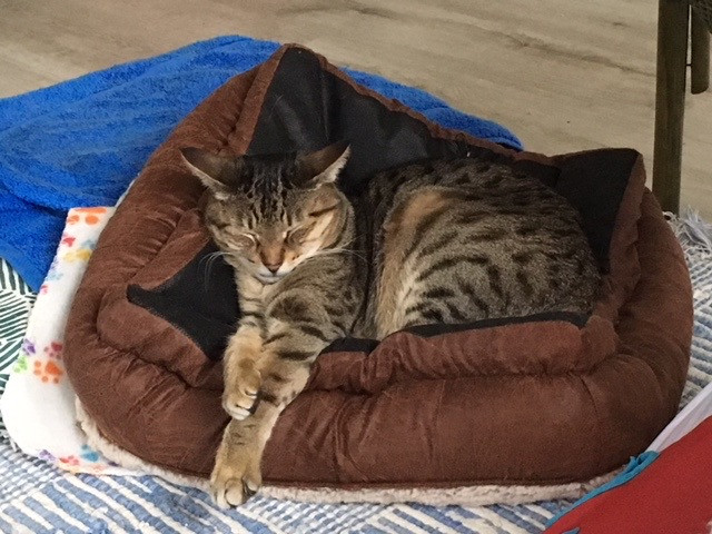 Odin sleeps on the bed any way he wants to and enjoys the quiet of country living.