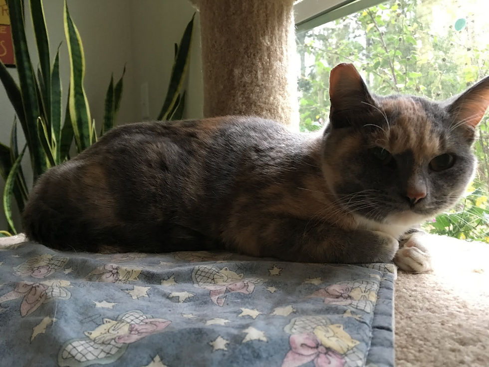 Eva, a gentle "semi-feral." Her colony site is in peril and the kind person who cared for the kitties was forced to leave because he was homeless.