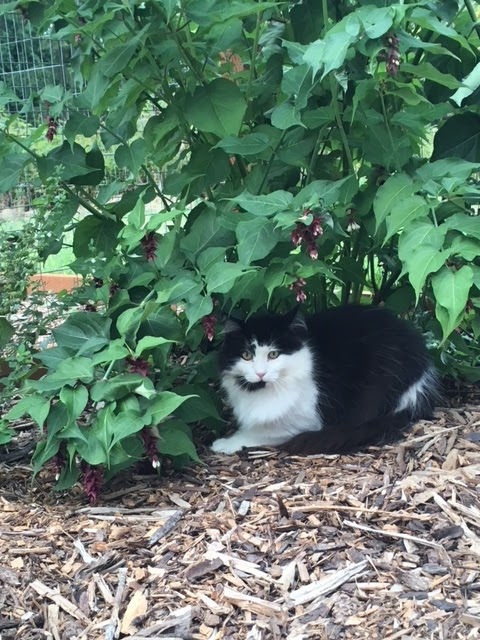 Chase, truly equipped to live outside. He was trapped but not returned to his site as there was no caretaker.