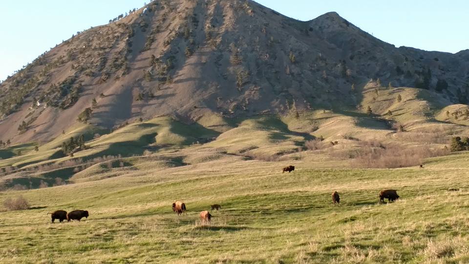 Bear Butte Lodge triballandenterprise
