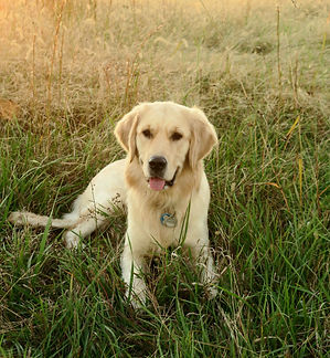 english cream golden 