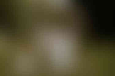 Paar bei einer freien Trauung in Plau am See. Hochzeitsfotograf Mecklenburgische Seenplatte. Gefühlvolle Hochzeitsfotografie in MV