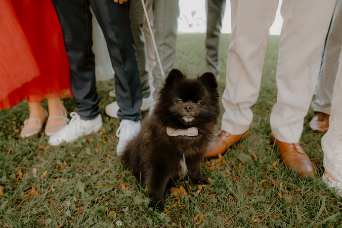 Brautpaar heiratet mit ihrem Hund in Stralsund. Hochzeitsshooting mit Hund an der Sundpromenade Stralsunds. 