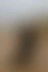 Pärchen im schwarzen Hochzeitsoutfit küsst sich leidenschaftlich auf Insel Usedom. Fotograf begleitet alternative Hochzeit auf Usedom.