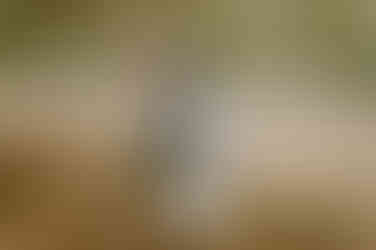 Hochzeit auf dem Lande in MV – Fotograf für Landhochzeit bei Rostock – Heiraten auf Gut Landsdorf nahe Tribsees – Hochzeitslocation auf dem Land – Hochzeitsfotografin für gefühlvolle Reportage – Hochzeitsfotos bei Rostock zum Träumen – rustikale Hochzeitsdekoration MV – Hochzeitsplanung für Scheune bei Rostock