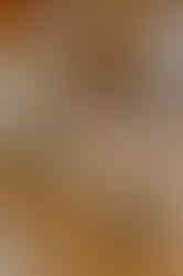 Hochzeitsplanung in Rostock – Monique begleitet eure Hochzeit als Fotografin – Brautpaar feiert freie Trauung bei Rostock – Hochzeitsreportage bei Gut Landsdorf nahe Rostock – Landhochzeit in Mecklenburg Vorpommern – Fotografische Begleitung eurer Trauung