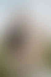 Hochzeit mit Hund in Stralsund. Pärchen heiratet mit ihrem Hund im Golfpark in Kaschow. Hochzeitsfotograf begleitet freie Trauung in MV