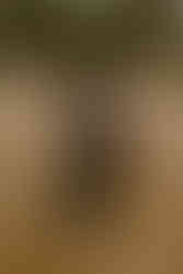 Wunderschöne schwarz gekleidete Braut auf einer Wiese. Fotograf begleitet Pärchen beim Fotoshooting.