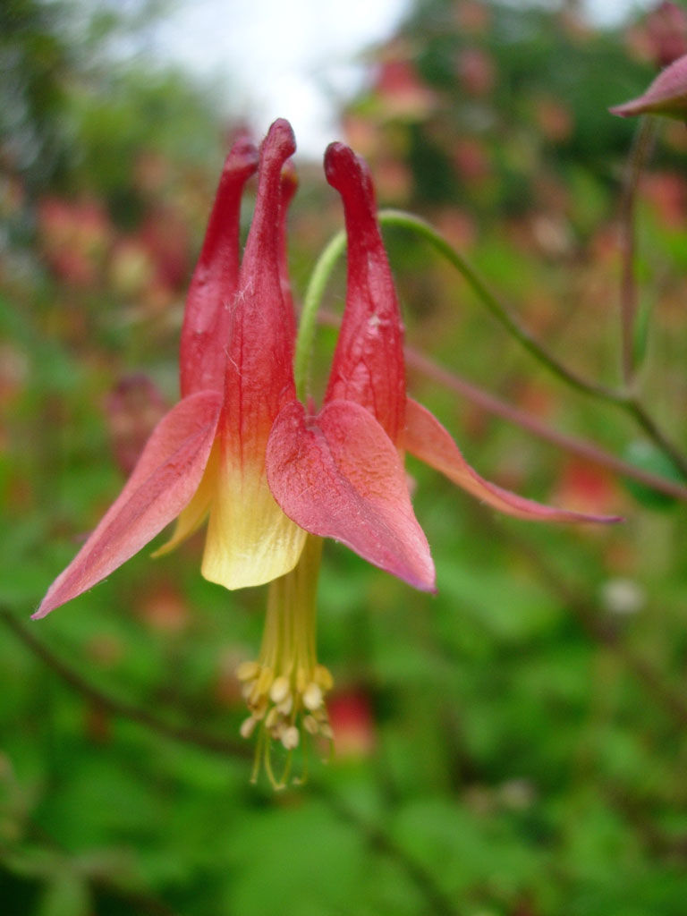 Canada Columbine