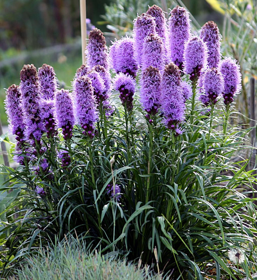Liatris Spicata ‘Floristan Violet’