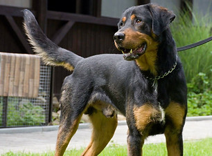 36485845_685901235142410_566027833500814