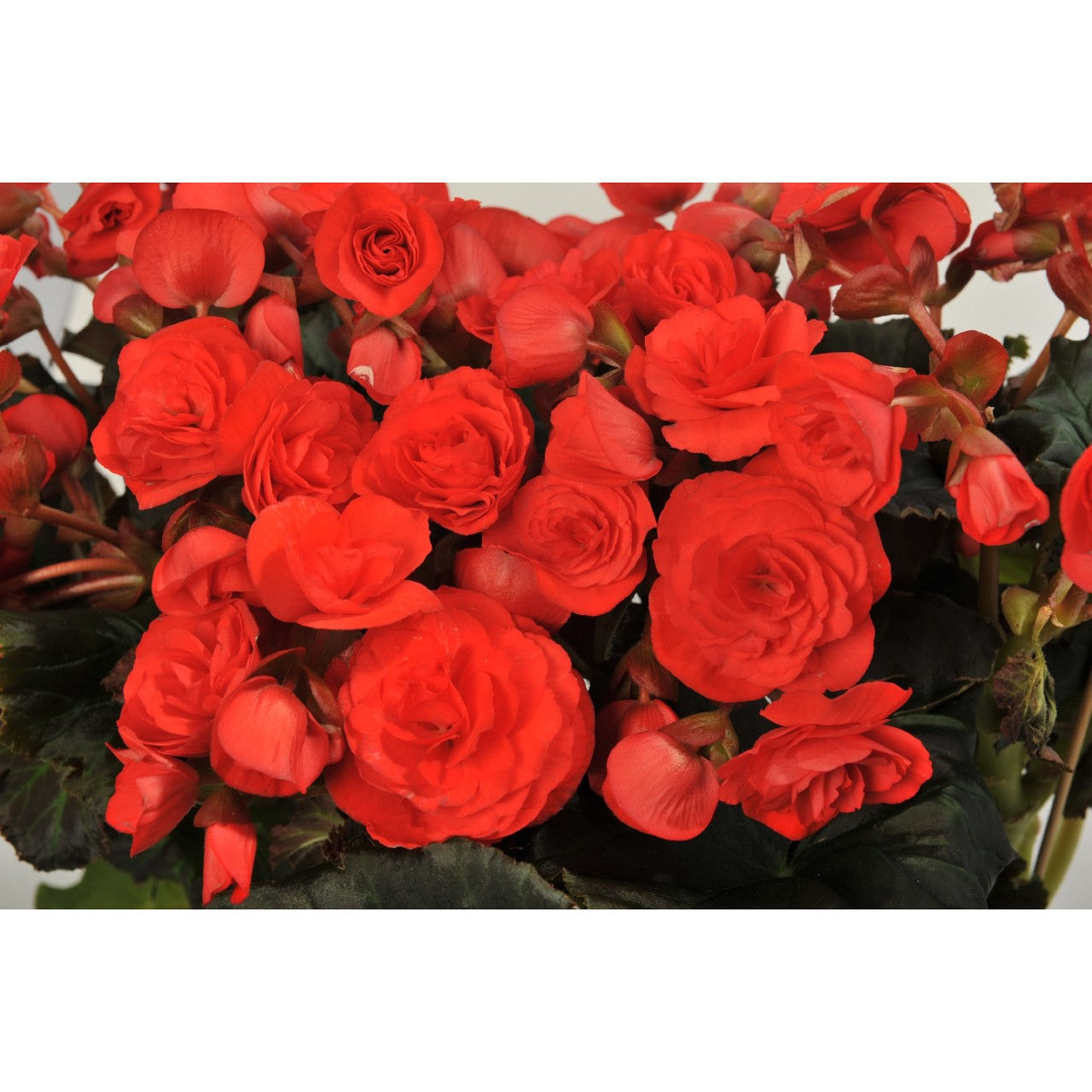 Begonia, Solenia Red