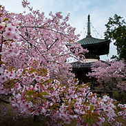 Seiryō-ji
清凉寺