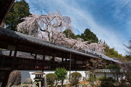 Shinnyodo 2017.jpg