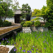 Irisses blooming at Shinnyō-ji.